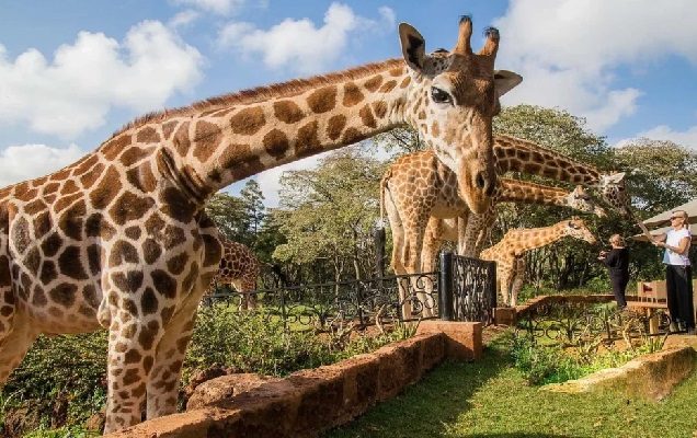 تورکنیا نوروز1405